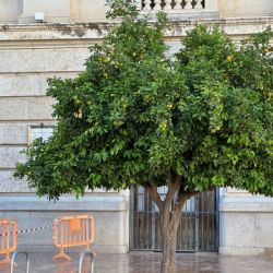 Slide 90: One of those Valencian orange trees, just sitting there