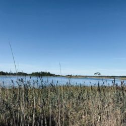 Slide 22: Marshy landspace of Cape Henlopen