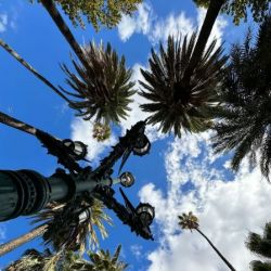 Slide 70: Palm trees and lampposts